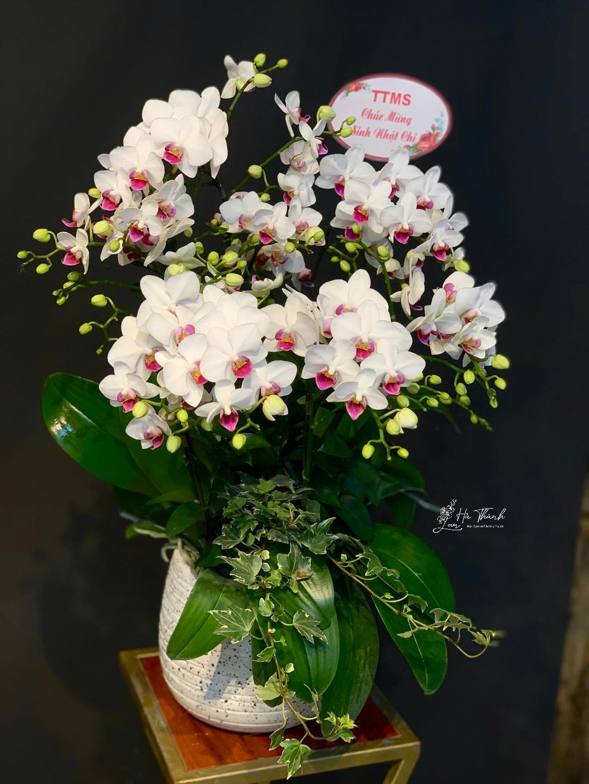 Chậu Lan Hồ Điệp Viếng 3 Cành Trắng